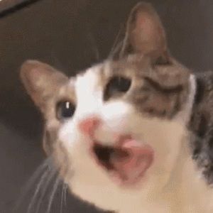 Meet your Posher, Wendi